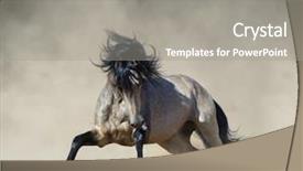  Presentation with stallion - Slides featuring stallion - purebred andalusian horse playing background and a gray colored foreground