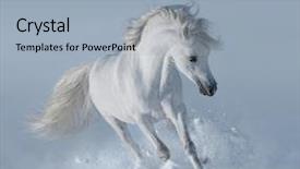  Presentation with stallion - Audience pleasing slide set consisting of stallion - white horse on snowfield backdrop and a light blue colored foreground