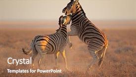  Presentation with national - PPT layouts with stallions equus burchelli fighting etosha background and a coral colored foreground
