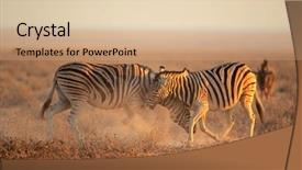  Presentation with designe for two wheelers safety - PPT theme having stallions equus burchelli fighting etosha background and a lemonade colored foreground