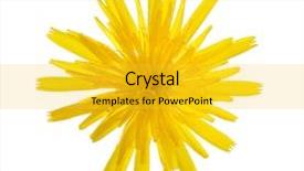  Presentation with of fireball isolated - Audience pleasing PPT theme consisting of stamens - autumn hawkbit scorzoneroides autumnalis isolated backdrop and a yellow colored foreground