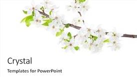  Presentation with branch - Audience pleasing PPT theme consisting of stamens - blossoming apple tree branch isolated backdrop and a white colored foreground