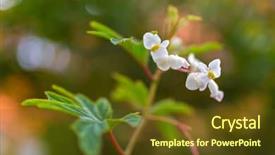  Presentation with blurred bokeh - Presentation theme featuring stamens - closeup of begonia x hybrida background and a tawny brown colored foreground