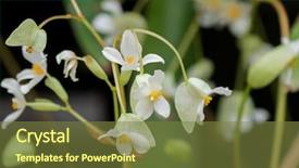  Presentation with preemie baby close up - Amazing PPT theme having stamens - closeup of begonia x hybrida backdrop and a tawny brown colored foreground