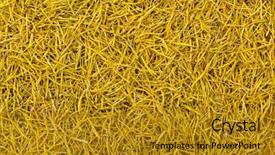  Presentation with indian tea - Theme featuring stamens - closeup texture of dried sacred background and a gold colored foreground