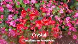  Presentation with wax - PPT layouts enhanced with stamens - colorful wax begonia flower background and a tawny brown colored foreground