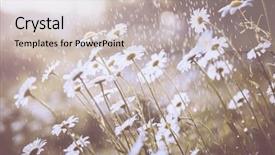  Presentation with daisy - Beautiful theme featuring stamens - daisy flower in spring rain backdrop and a soft green colored foreground