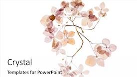  Presentation with hydrangea - Audience pleasing PPT theme consisting of stamens - dry hydrangea backdrop and a sky blue colored foreground