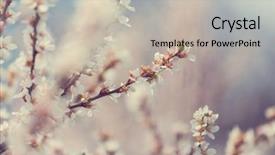  Presentation with cherry blossoms of tokyo - Presentation theme featuring stamens - flowers of the cherry blossoming background and a  colored foreground