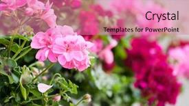  Presentation with geranium - Theme having stamens - geranium flowers background and a coral colored foreground
