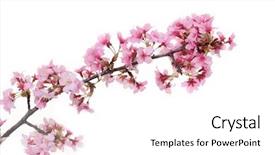  Presentation with cherry blossom - Cool new slide deck with stamens - pink cherry blossom sakura backdrop and a white colored foreground