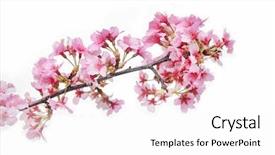  Presentation with cherry blossom - Presentation theme consisting of stamens - pink cherry blossom sakura background and a white colored foreground