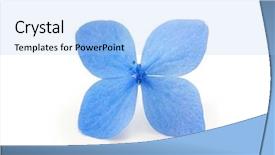  Presentation with white hydrangea - Beautiful PPT theme featuring stamens - single blue hydrangea flower isolated backdrop and a light blue colored foreground