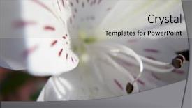  Presentation with joy - Presentation theme consisting of stamens and pistils background and a light gray colored foreground