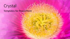  Presentation with flower - Colorful slides enhanced with stamens of a flower macro backdrop and a  colored foreground