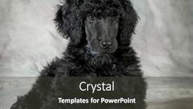  Presentation with poodle - PPT theme enhanced with standard poodle puppy laying down - 8 weeks old background and a dark gray colored foreground