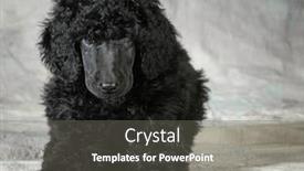  Presentation with poodle - Presentation theme with standard poodle puppy laying down looking at viewer - 8 weeks old background and a gray colored foreground