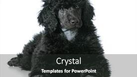  Presentation with poodle - Amazing slide deck having standard-poodle-puppy-laying-down backdrop and a dark gray colored foreground