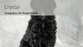  Presentation with poodle - Slide set having standard poodle puppy sitting on green background - 8 weeks old background and a light gray colored foreground