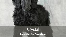  Presentation with poodle - Audience pleasing slide deck consisting of standard poodle puppy standing on green background - 8 weeks old backdrop and a dark gray colored foreground