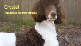  Presentation with poodle - Cool new presentation theme with standard poodle backdrop and a  colored foreground