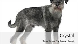  Presentation with old - Beautiful presentation theme featuring standard schnauzer 9 months old backdrop and a light gray colored foreground