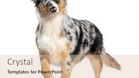  Presentation with alert - Slides having standing-alert-blue-merle-australian background and a lemonade colored foreground