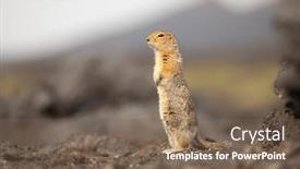  Presentation with volcano - Presentation theme consisting of standing-arctic-ground-squirrel background and a violet colored foreground