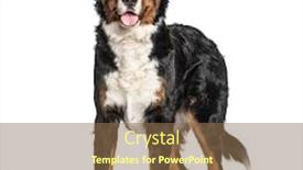  Presentation with mountain - Theme with standing-bernese-mountain-dog-panting background and a tawny brown colored foreground