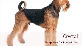  Presentation with jasmine rice brown rice black - Beautiful PPT theme featuring black brown airedale terrier dog backdrop and a sky blue colored foreground