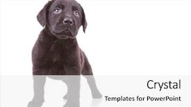  Presentation with white dna black - Cool new PPT theme with standing black labrador retriever puppy backdrop and a white colored foreground