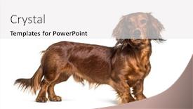  Presentation with dachshund - Cool new slide deck with standing-dachshund-looking backdrop and a white colored foreground