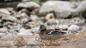  Presentation with beach rocks - Slides featuring standing-duck-near-rocks background and a coral colored foreground