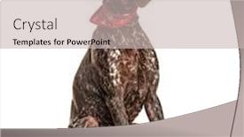  Presentation with german shorthaired pointer - Beautiful slide deck featuring standing-german-shorthaired-pointer-isolated backdrop and a soft green colored foreground