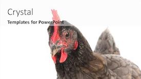  Presentation with isolated paw prints over white - Audience pleasing theme consisting of standing-gray-chicken-isolated-over backdrop and a white colored foreground