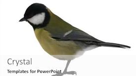  Presentation with art white gray grey - PPT theme with standing-great-tit-isolated background and a white colored foreground