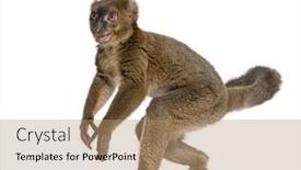  Presentation with lemur - Slides featuring standing-greater-bamboo-lemur-walking background and a coral colored foreground