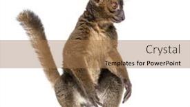  Presentation with lemur - Presentation consisting of standing-greater-bamboo-lemur-walking background and a coral colored foreground