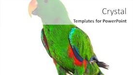  Presentation with white green - Presentation theme consisting of standing-green-amazon-parrot-bird background and a white colored foreground