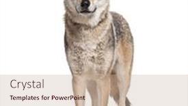  Presentation with camera - PPT layouts having standing-in-front-czechoslovakian-wolfdog background and a soft green colored foreground