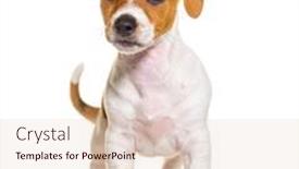  Presentation with puppy - Slide set with standing-in-front-jack-russel background and a lemonade colored foreground