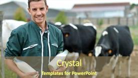  Presentation with cow milk - Slides with standing in front of cow background and a violet colored foreground