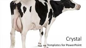  Presentation with cow - Amazing PPT layouts having standing in front of white backdrop and a white colored foreground