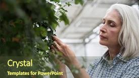  Presentation with amazing - PPT theme consisting of standing in greenhouse touching plant background and a  colored foreground