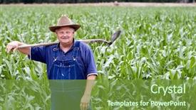  Presentation with corn fields - Audience pleasing theme consisting of old farmer standing in his backdrop and a tawny brown colored foreground