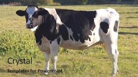  Presentation with cow pattern - PPT theme enhanced with time is money - hour-glass background and a lemonade colored foreground.