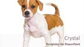  Presentation with puppy - PPT layouts featuring standing-jack-russel-puppy-nine background and a lemonade colored foreground
