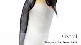 Presentation with king - Presentation theme featuring standing-king-penguin-looking-down background and a white colored foreground