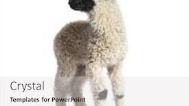  Presentation with sheep - Slides with standing-lamb-blacknose-sheep-looking background and a light gray colored foreground