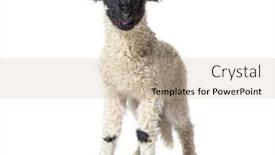  Presentation with sheep - PPT layouts enhanced with standing-lamb-blacknose-sheep-looking background and a soft green colored foreground